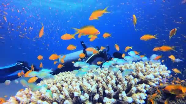 Tropical Coral Garden Life Und Ein Taucher Unterwasserfische Tropisches Fischriff Lizenzfreies Stock-Filmmaterial