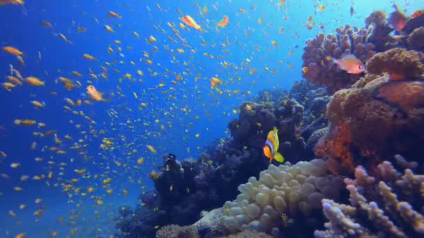 Trópusi Coral Garden Orange Fish Trópusi Víz Alatti Tengerfenék Kék — Stock videók