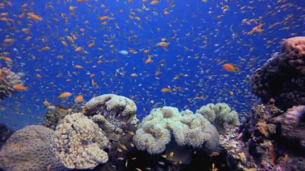 Tropical Coral Garden Orange Fish Szene Aus Riffkorallen Korallengarten Bunte — Stockvideo