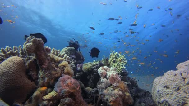 热带珊瑚礁鱼群 热带鱼礁海洋 软硬珊瑚海景 充满活力的珊瑚花园 珊瑚礁场景 漂亮的软珊瑚海礁 — 图库视频影像