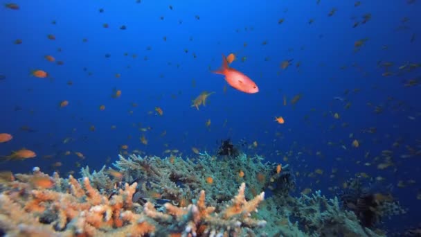Tropické Korálové Útesy Lví Ryba Tropické Podmořské Ryby Mořský Útes — Stock video