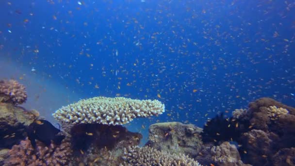 熱帯サンゴ水中庭園の生活 水中の幸せなオレンジ色の魚 水中のカラフルな海の魚 カラフルな熱帯のサンゴ礁 柔らかく硬いサンゴ サンゴ礁の風景 — ストック動画
