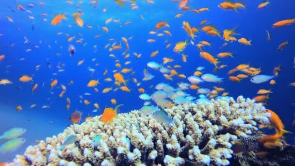 Tropischer Fisch Coral Marine Reef Blaues Türkisfarbenes Meerwasser Wogt Farbenfrohe — Stockvideo