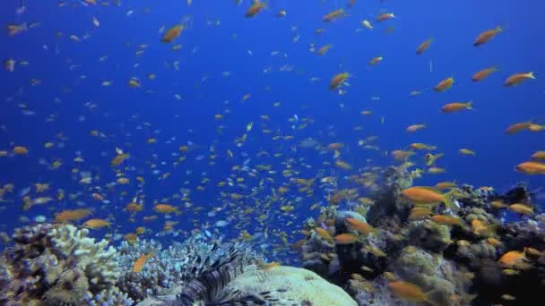 Tropické Korálové Mořské Útesy Tropické Podmořské Ryby Mořský Útes Pod — Stock video
