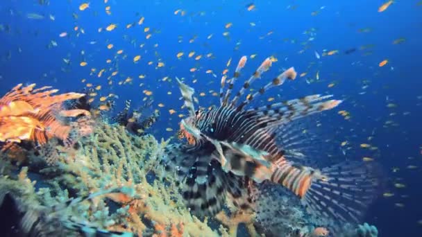 Tropische Korallenriffe Löwenfisch Unterwasserfische Farbenfrohe Unterwasserlandschaft Tropisches Fischriff Meer Unterwasserfische — Stockvideo