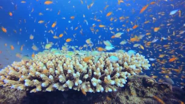 热带鱼珊瑚海礁 珊瑚花园鱼 水下世界的生活 热带水下海景 — 图库视频影像