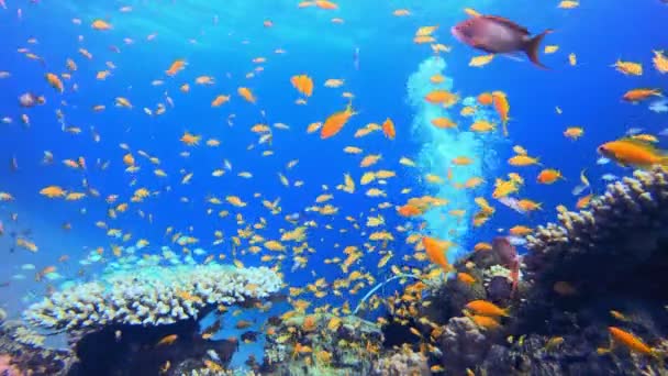 熱帯魚水中ダイバー泡 魚の風景 軟質サンゴの海 鮮やかなサンゴの庭 カラフルな水中の雰囲気 美しい柔らかいサンゴ 海のサンゴ礁 — ストック動画