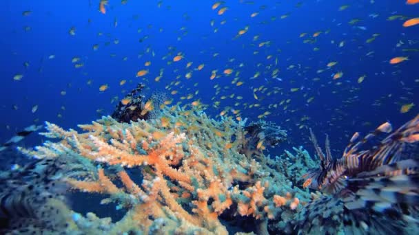 熱帯庭園ライオン魚オレンジ魚 熱帯の水中魚 水中魚礁海洋 水中魚 サンゴの庭の風景です サンゴ礁の風景 — ストック動画