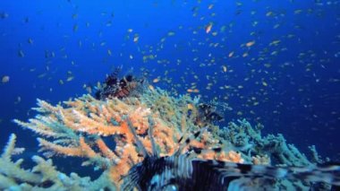 Tropik resif aslan balığı. Tropik sualtı balığı. Su altı balık resifi denizcisi. Yumuşak ve sert mercanlar. Su altı balık bahçesi resifi. Mercan bahçesi deniz manzarası.