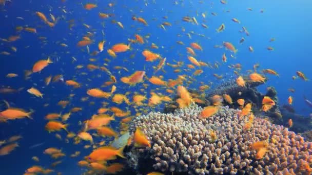 Tropical Reef Underwater Coral Garden Pesci Sottomarini Barriera Corallina Marina — Video Stock