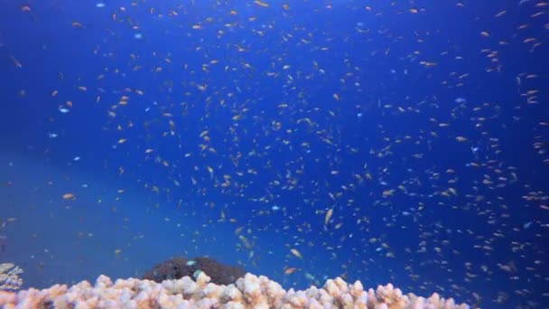 Tropikalna Podwodna Rafa Kolorowa Scena Koralami Rafowymi Morski Krajobraz Koralowy — Wideo stockowe