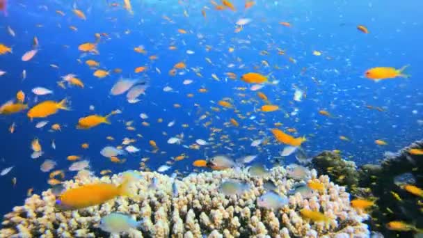热带海五彩斑斓的鱼 鱼的风景 软硬珊瑚海景 充满活力的珊瑚花园 五彩缤纷的水下氛围漂亮的软珊瑚海洋珊瑚礁 — 图库视频影像