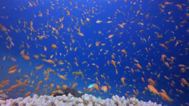 Tropik Altı Renkli Resifi Tropik Balık Resifi Denizcisi Yumuşak Sert — Stok video