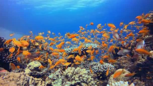熱帯水中カラフルなサンゴ礁 熱帯の水中魚 水中魚礁海洋 水中魚 サンゴの庭の風景です サンゴ礁の風景 — ストック動画