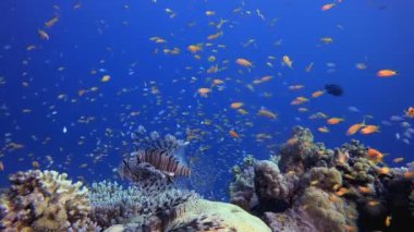 Sualtı Tropikal Hayatı. Su altı renkli deniz balığı. Tropik resif denizcisi. Mercanlar tropikal yaşam. Mercan bahçesi deniz manzarası. Mavi su arkaplanı.