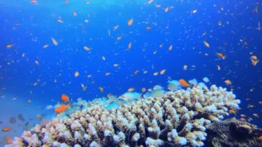 Su altı Güzel Bahçe. Mercan bahçesi deniz manzarası. Mavi su arka planı. Mavi turkuaz deniz suyu dalgaları. Renkli tropikal mercan resifleri.