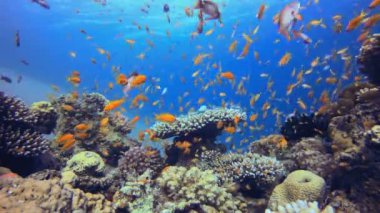 Sualtı Mavi arka plan Turuncu Balık. Tropik sualtı balığı. Renkli tropikal mercan resifi. Sahne resifi. Deniz yaşamı deniz dünyası. Su altı balık resifi denizcisi.