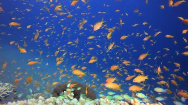 Tropical Underwater Reef Sea Fish Des Poissons Sous Marins Récif — Video