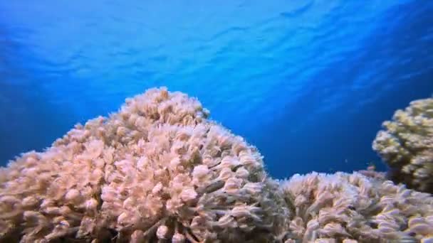 海のソフトコーラル 水中魚 カラフルな水中の海の風景です 熱帯魚礁海洋 水中魚 熱帯魚礁海洋 — ストック動画