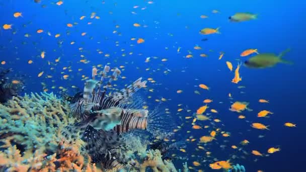 Sfondo Subacqueo Ambiente Tropicale Pesce Leone Pesci Tropicali Sottomarini Barriera — Video Stock