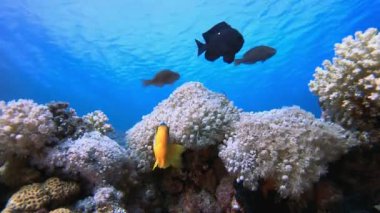 Sualtı palyaço balığı ve Yumuşak Mercan. Sualtı palyaço balığı (Amphiprion bicinctus) ve deniz şakayıkları. Kızıl Deniz şakayıkları. Tropik renkli sualtı palyaço balığı. Mercan bahçesi deniz manzarası.