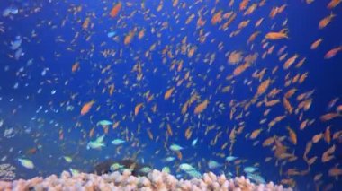 Sualtı Renkli Hayatı. Mercan bahçesi deniz manzarası. Mavi su arka planı. Mavi turkuaz deniz suyu dalgaları. Renkli tropikal mercan resifleri.