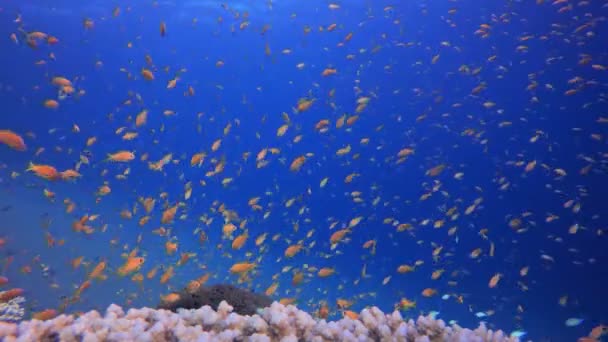 Pesce Arancio Marino Blu Subacqueo Barriera Corallina Marina Tropicale Coralli — Video Stock