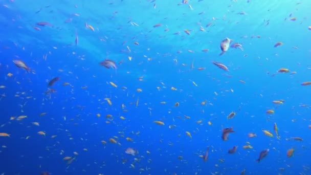 水中の青い海の水オレンジ魚 魚の風景 軟質サンゴの海 鮮やかなサンゴの庭 カラフルな水中の雰囲気 美しい柔らかいサンゴ 海のサンゴ礁 — ストック動画