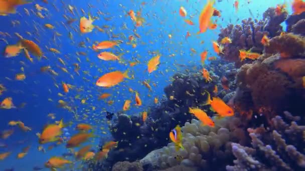 水中のザリガニとイソギンチャク 水中クマノミ Amphiprion Biinctus とイソギンチャク 紅海のアネモネ 熱帯色の水中ピエロ魚 珊瑚の庭の風景 — ストック動画