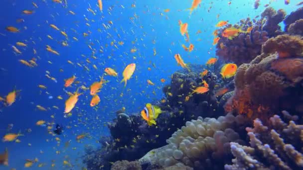 水中のザリガニ熱帯ビュー 水中クマノミ Amphiprion Biinctus とイソギンチャク 紅海のアネモネ 熱帯色の水中ピエロ魚 珊瑚の庭の風景 — ストック動画