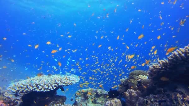 水底的橙色鱼 海底五彩斑斓的海鱼 热带珊瑚礁海洋 珊瑚的热带生物 珊瑚花园海景 蓝水背景 — 图库视频影像