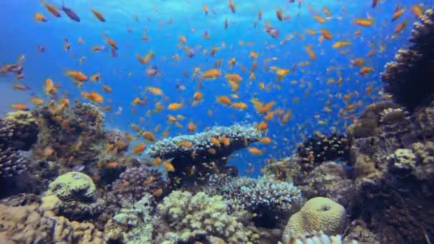 水下五彩缤纷的生活 水下快乐的橙色鱼 海底五彩斑斓的海鱼 五彩斑斓的热带珊瑚礁软而硬的珊瑚珊瑚礁景观 — 图库视频影像