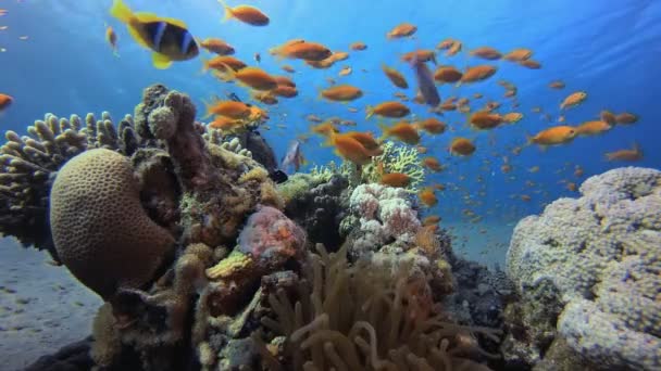 Onderwater Kleurrijke Life Clownfish Tropische Onderwater Vissen Kleurrijk Tropisch Koraalrif — Stockvideo