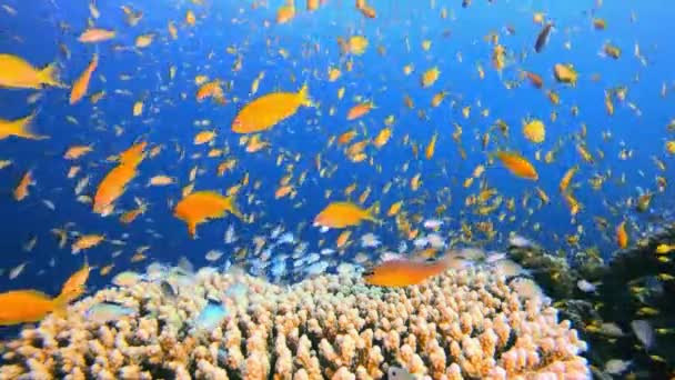 水中のカラフルなオレンジ魚 熱帯のカラフルな水中の海の風景 水中魚園のサンゴ礁 サンゴ礁のシーン 珊瑚の庭の風景 — ストック動画