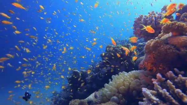 海底五彩斑斓的热带珊瑚礁 热带鱼礁海洋 软硬珊瑚海景 充满活力的珊瑚花园 珊瑚礁场景 漂亮的软珊瑚海礁 — 图库视频影像