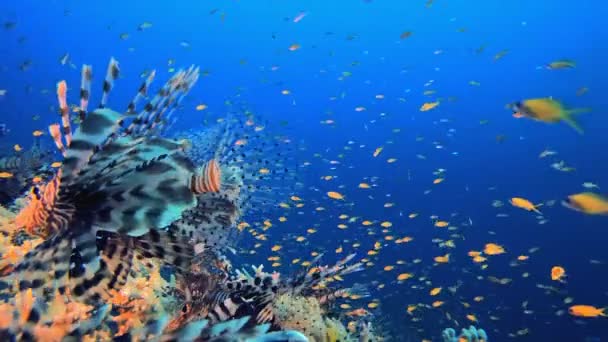 海底五彩斑斓的热带狮子鱼 热带水下海鱼 海底鱼类礁海洋 软而硬的珊瑚水下鱼类花园礁 珊瑚花园海景 — 图库视频影像