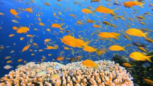 海底五彩斑斓的热带珊瑚礁鱼 海底鱼 五彩斑斓的水下海景 热带鱼礁海洋 海底鱼 热带鱼类礁海洋 — 图库视频影像