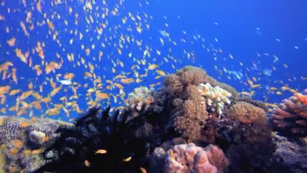 水中魚とサンゴの庭 熱帯のカラフルな水中の海の風景 水中魚園のサンゴ礁 サンゴ礁のシーン 珊瑚の庭の風景 — ストック動画