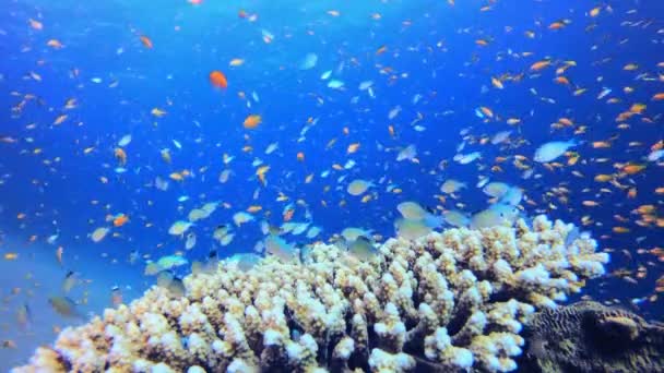 海底鱼类珊瑚花园 热带鱼礁海洋 软硬珊瑚海景 充满活力的珊瑚花园 珊瑚礁场景 漂亮的软珊瑚海礁 — 图库视频影像
