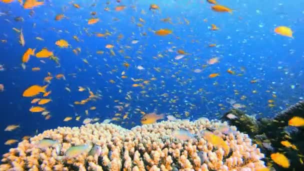 Podvodní Ryby Pulzující Korálové Zahradě Podvodní Tropické Barevné Měkké Tvrdé — Stock video