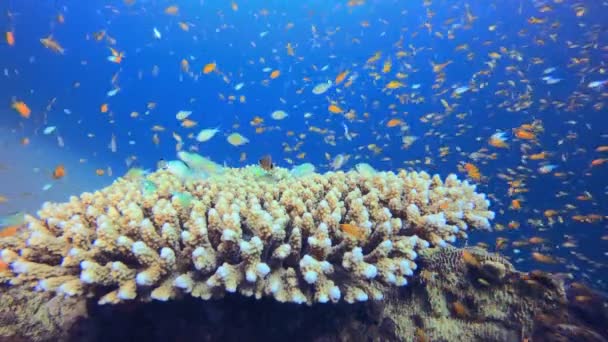 Морской Пехотинец Подводного Тропического Рифа Тропическая Голубая Морская Вода Морской — стоковое видео