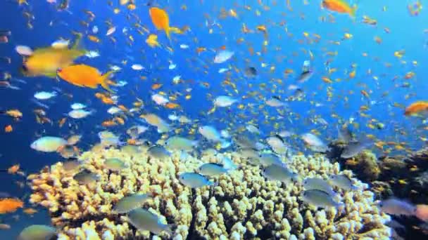 水下快乐橙色蓝鱼 水下快乐的橙色鱼 海底五彩斑斓的海鱼 五彩斑斓的热带珊瑚礁软而硬的珊瑚珊瑚礁景观 — 图库视频影像