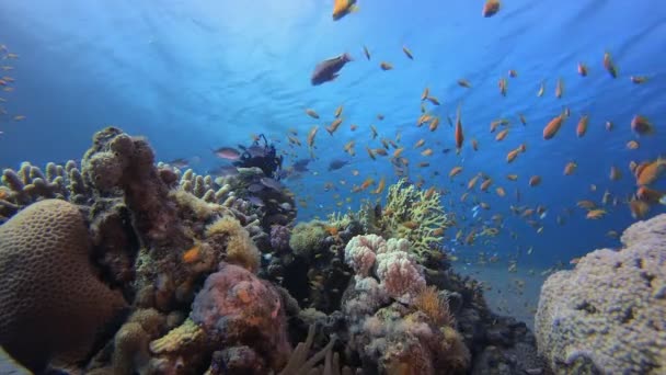 水中ハッピーオレンジ魚 水中の幸せなオレンジ色の魚 水中のカラフルな海の魚 カラフルな熱帯のサンゴ礁 柔らかく硬いサンゴ サンゴ礁の風景 — ストック動画