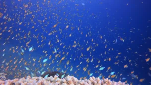 Peixe Laranja Feliz Subaquático Peixe Laranja Feliz Subaquático Peixe Marinho — Vídeo de Stock