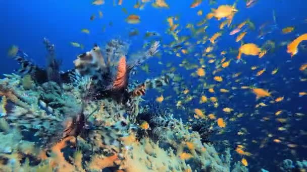 海底狮子鱼橙鱼 水下狮子鱼 Pterois英里 热带珊瑚礁海洋水下海景 海底珊瑚礁的场景 五彩斑斓的珊瑚礁海洋生物鱼园 — 图库视频影像