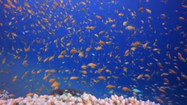 Denizaltı Renkli Dünyası. Mercan bahçesi deniz manzarası. Mavi su arka planı. Mavi turkuaz deniz suyu dalgaları. Renkli tropikal mercan resifleri.