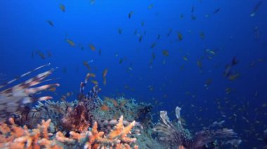 Su altı Kayalıkları Deniz Aslan Balığı. Sualtı aslan balığı (Pterois mil). Tropikal resif deniz altı deniz manzarası. Su altı mercan resifi sahnesi. Renkli mercan resifleri. Deniz yaşamı balık bahçesi.