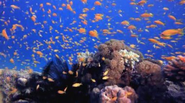 Su altı Mercan Resifi. Su altı deniz balığı. Renkli sualtı deniz manzarası. Tropik balık resifi denizcisi. Su altı deniz balığı. Tropikal balık resifi denizcisi.