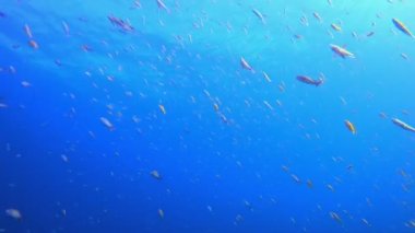 Sualtı Tropikal Mavi Deniz. Mavi deniz suyu yüzeyi. Su altı mavi su hava kabarcıkları. Hava kabarcıkları mavi yüzey. Su altı mavi deniz suyu. Su altı mavi deniz suyu.