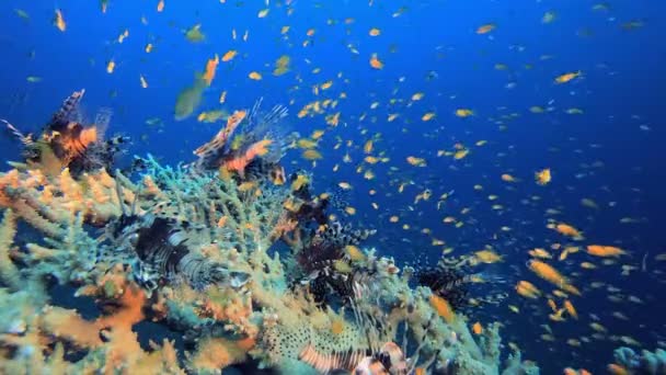 水中ライオンフィッシュ学校 水中ライオン魚 ペトロマイル 熱帯サンゴ礁海水面下 サンゴ礁のサンゴのシーン カラフルなサンゴ礁 海洋生物園 — ストック動画